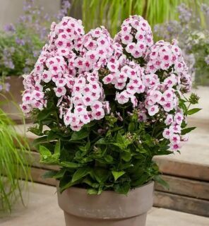 Zemais floksis 'Younique Trendy' (pieejams no jūnija)